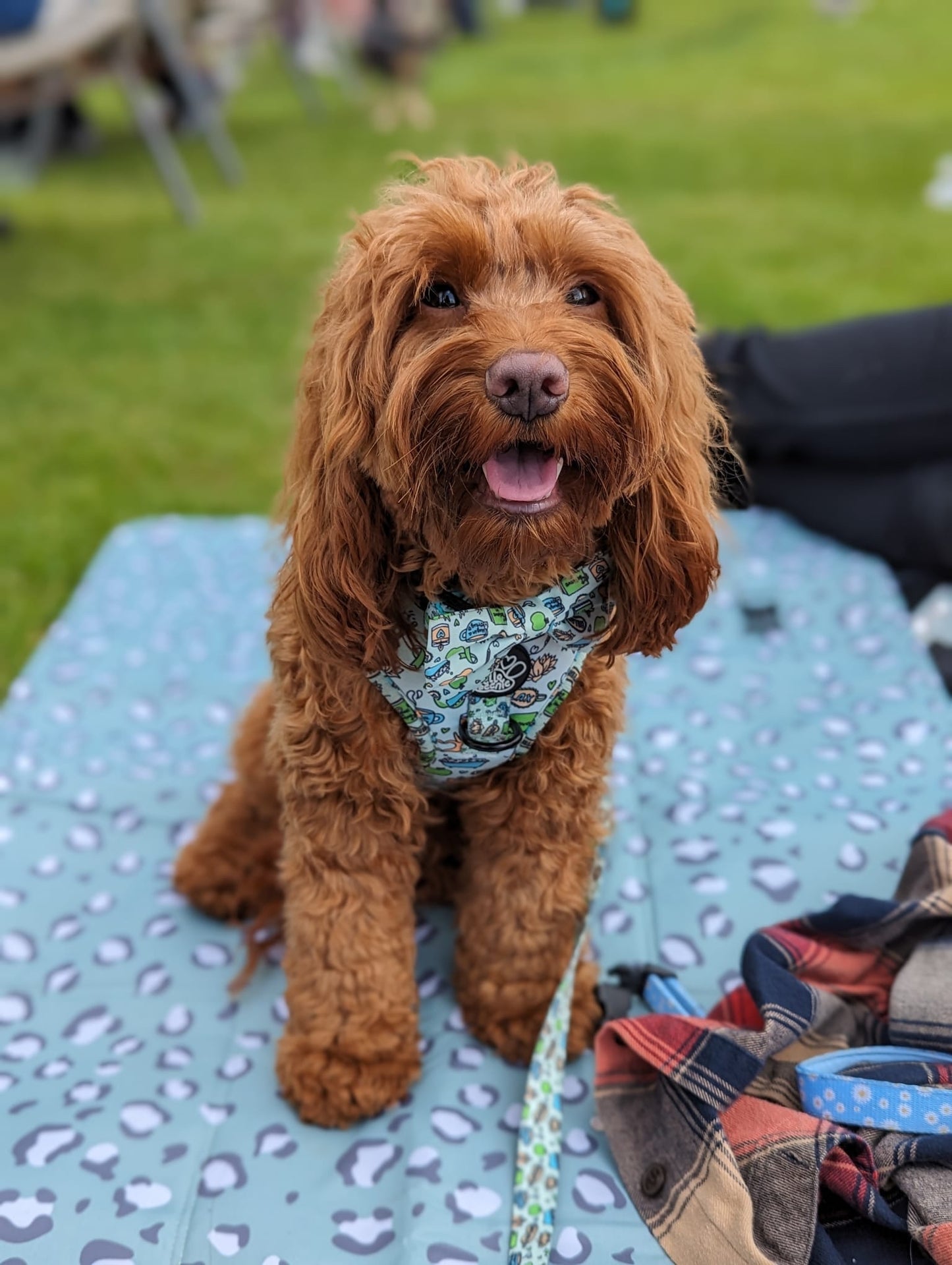 Adjustable Harness - Pawsitivity