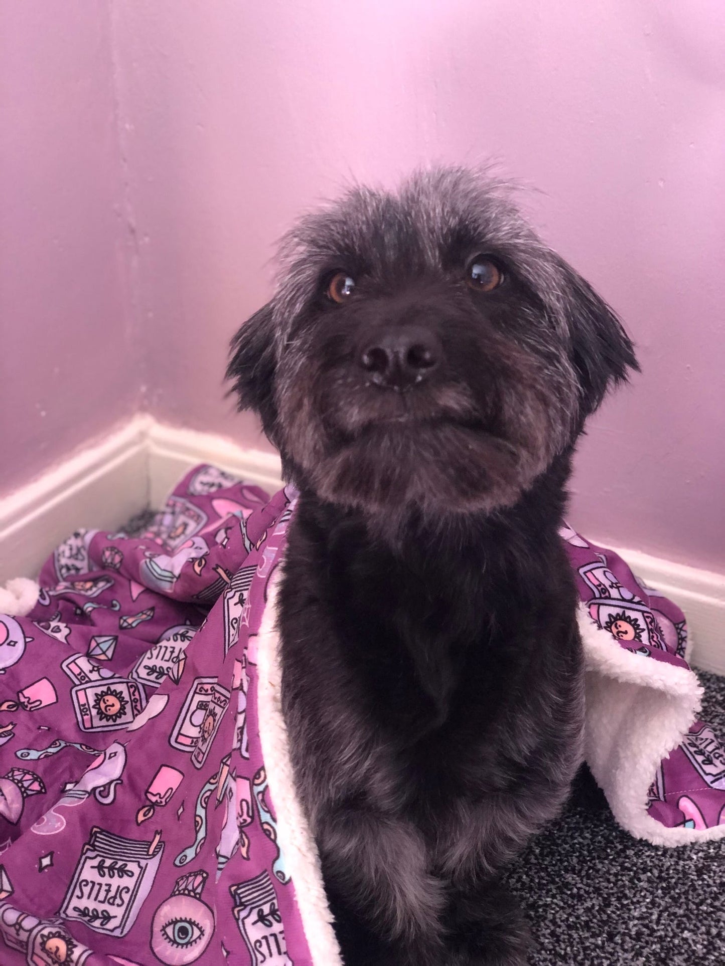 Dog Blanket - Spellbound