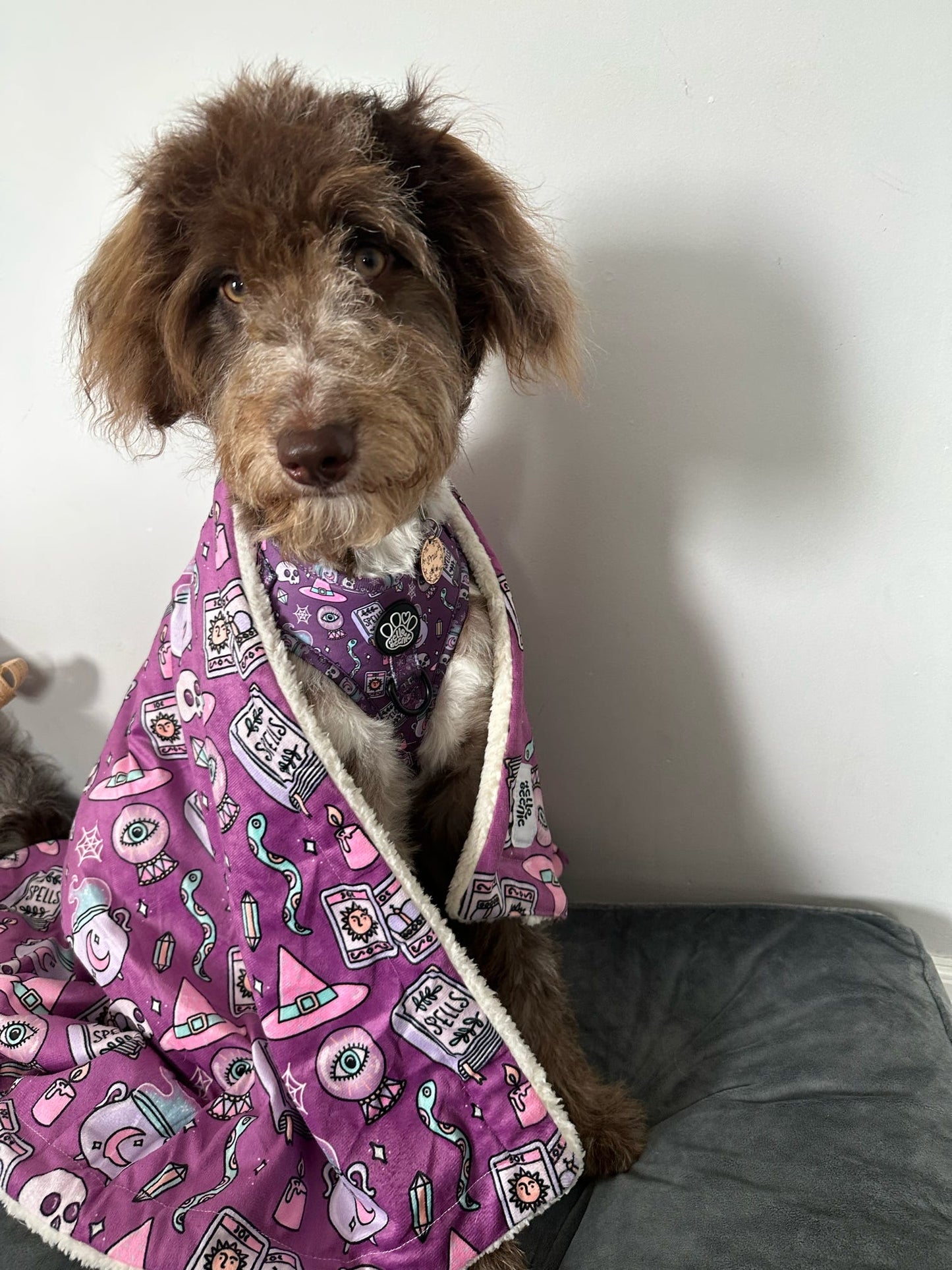 Dog Blanket - Spellbound