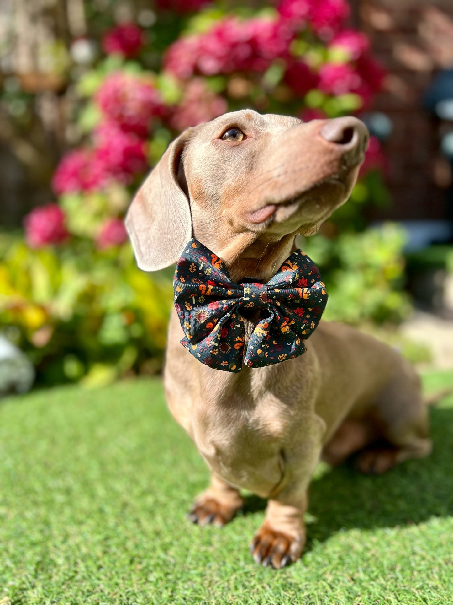 Sailor Bow - Woodland Wonderland