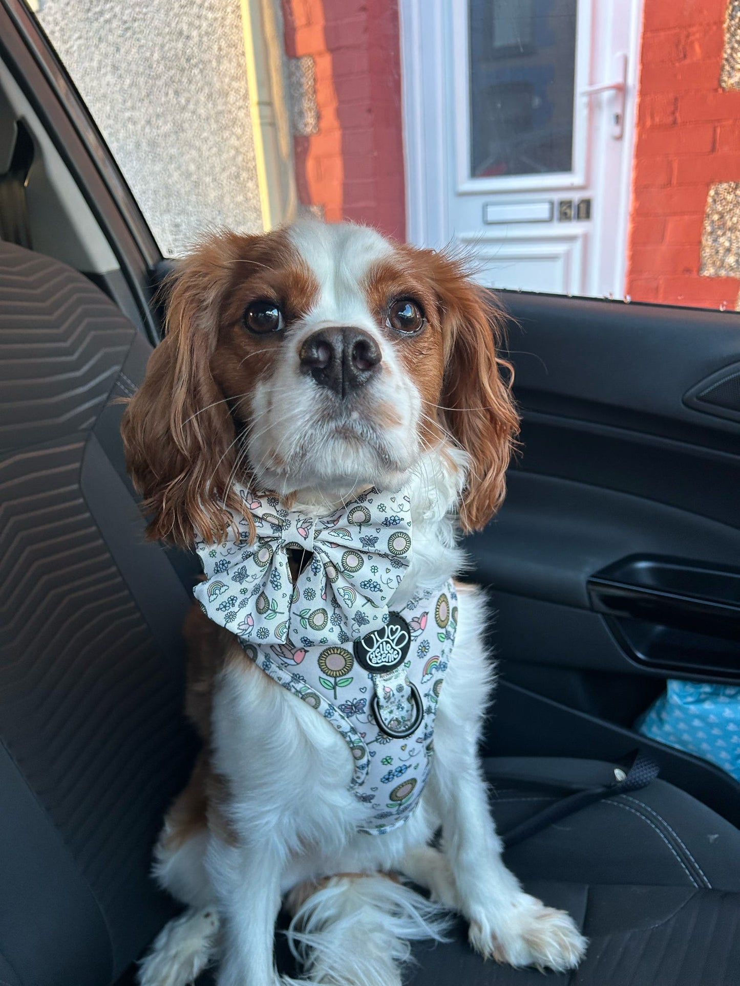 Adjustable Harness - Over The Rainbow