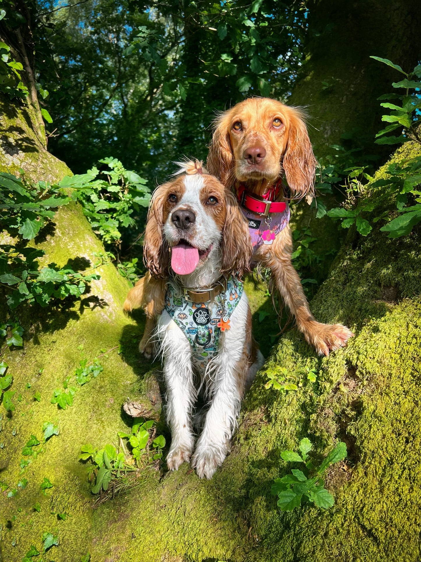 Adjustable Harness - Pawsitivity