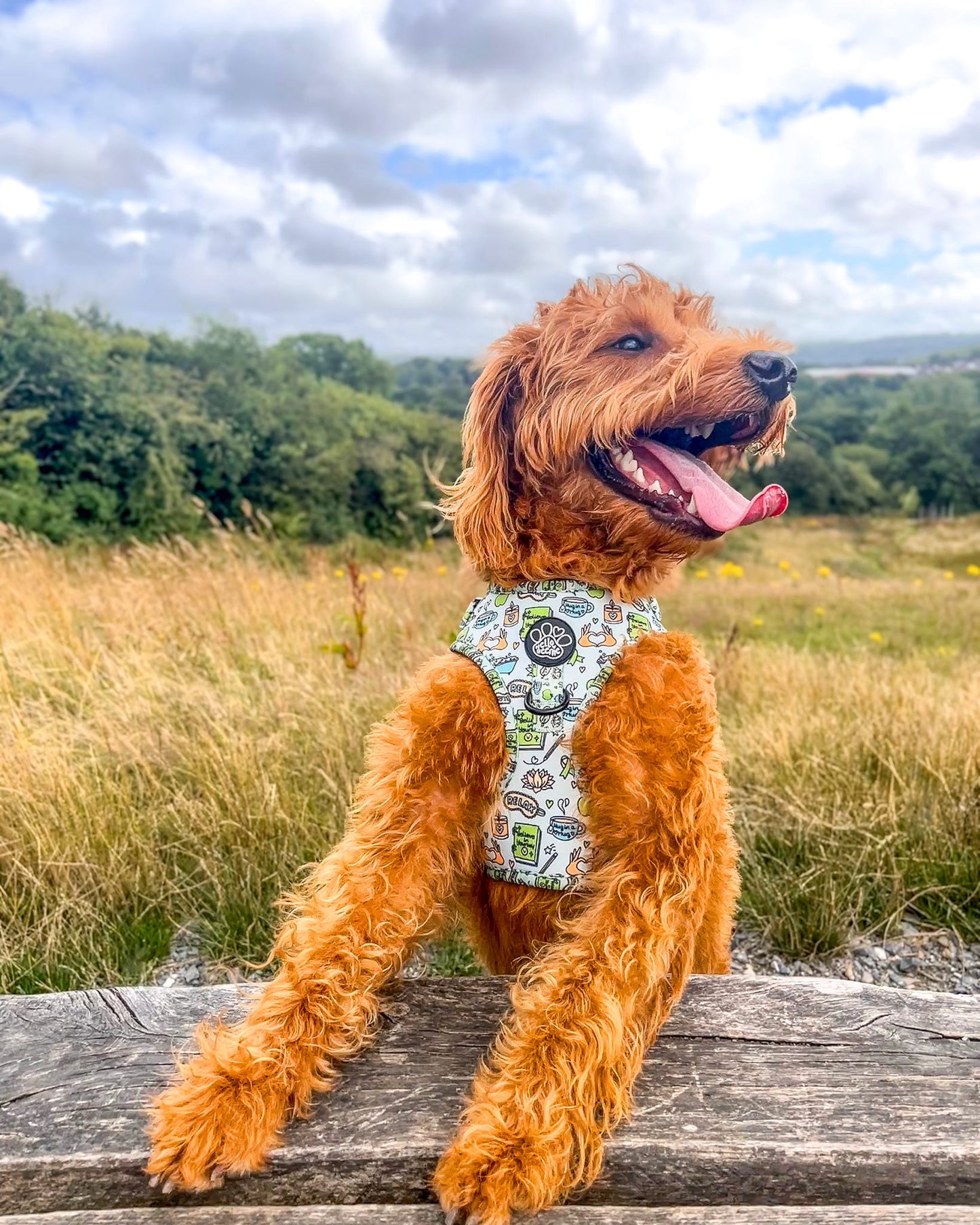 Adjustable Harness - Pawsitivity