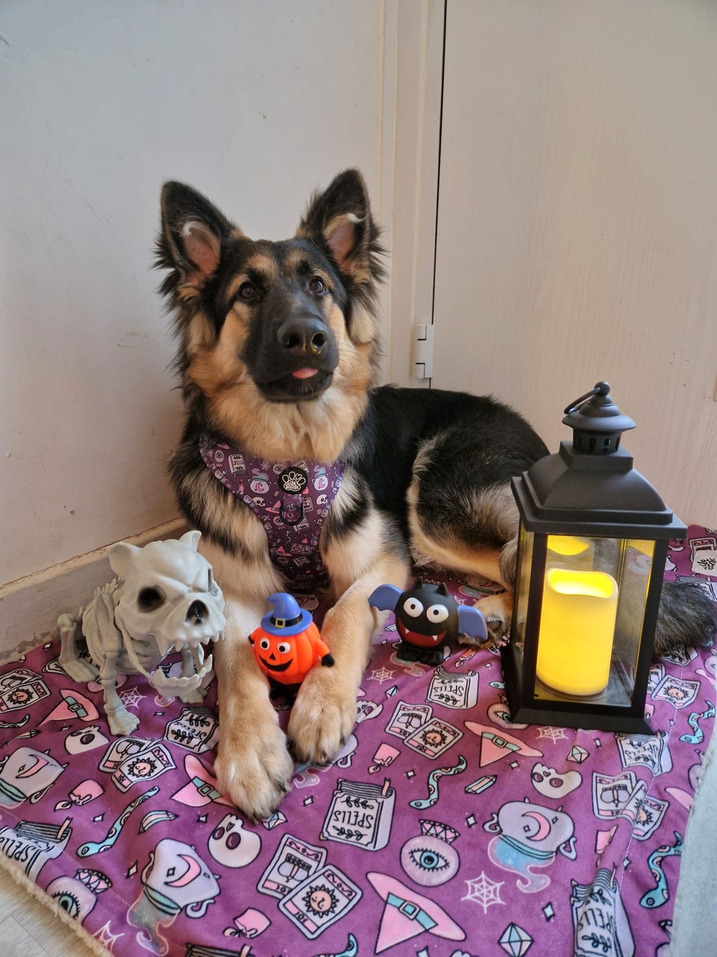 Adjustable Harness - Spellbound