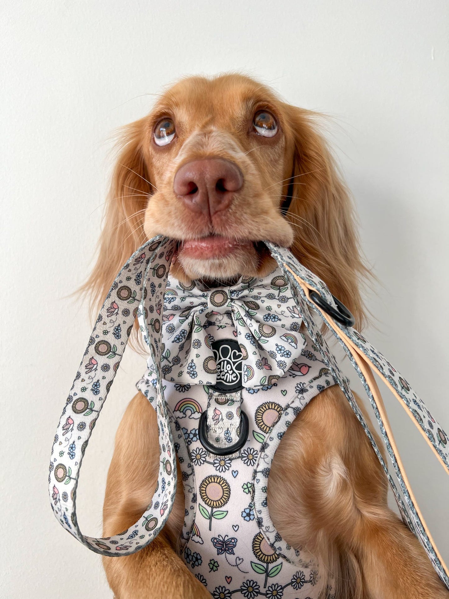 Lead - Over The Rainbow