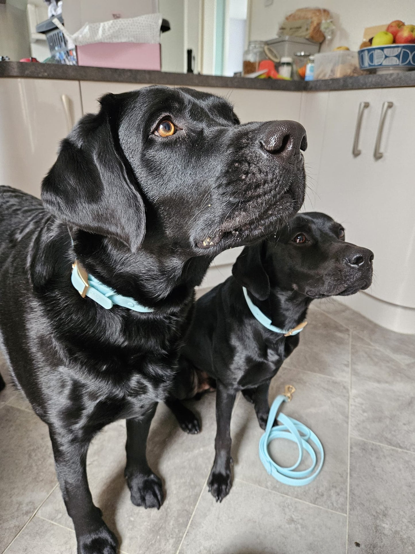 Waterproof Collar - Pastel Blue