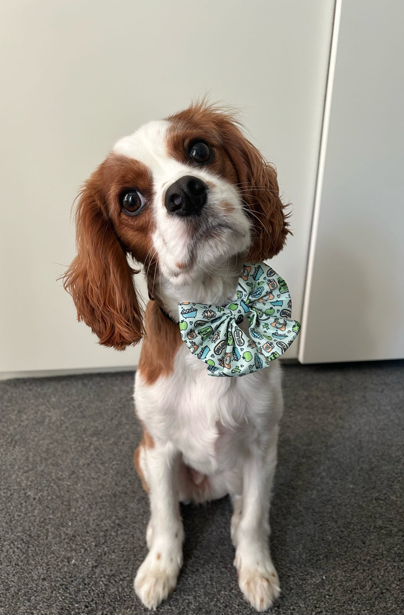 Sailor Bow - Pawsitivity