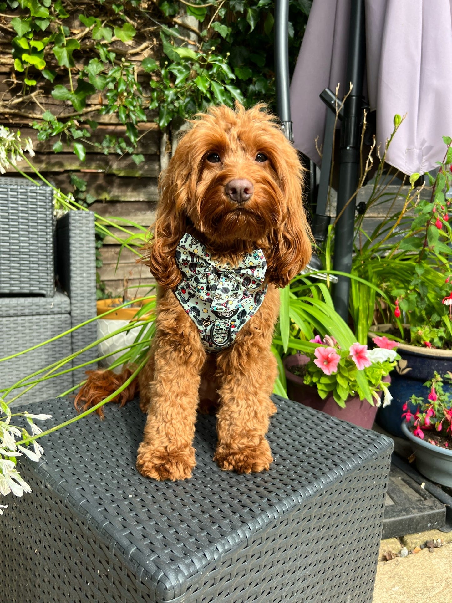 Sailor Bow - Wimbledog