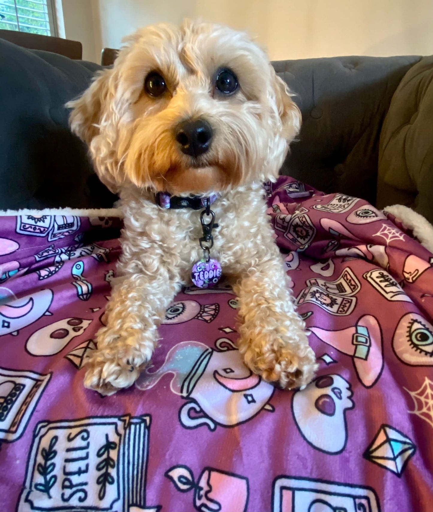 Dog Blanket - Spellbound