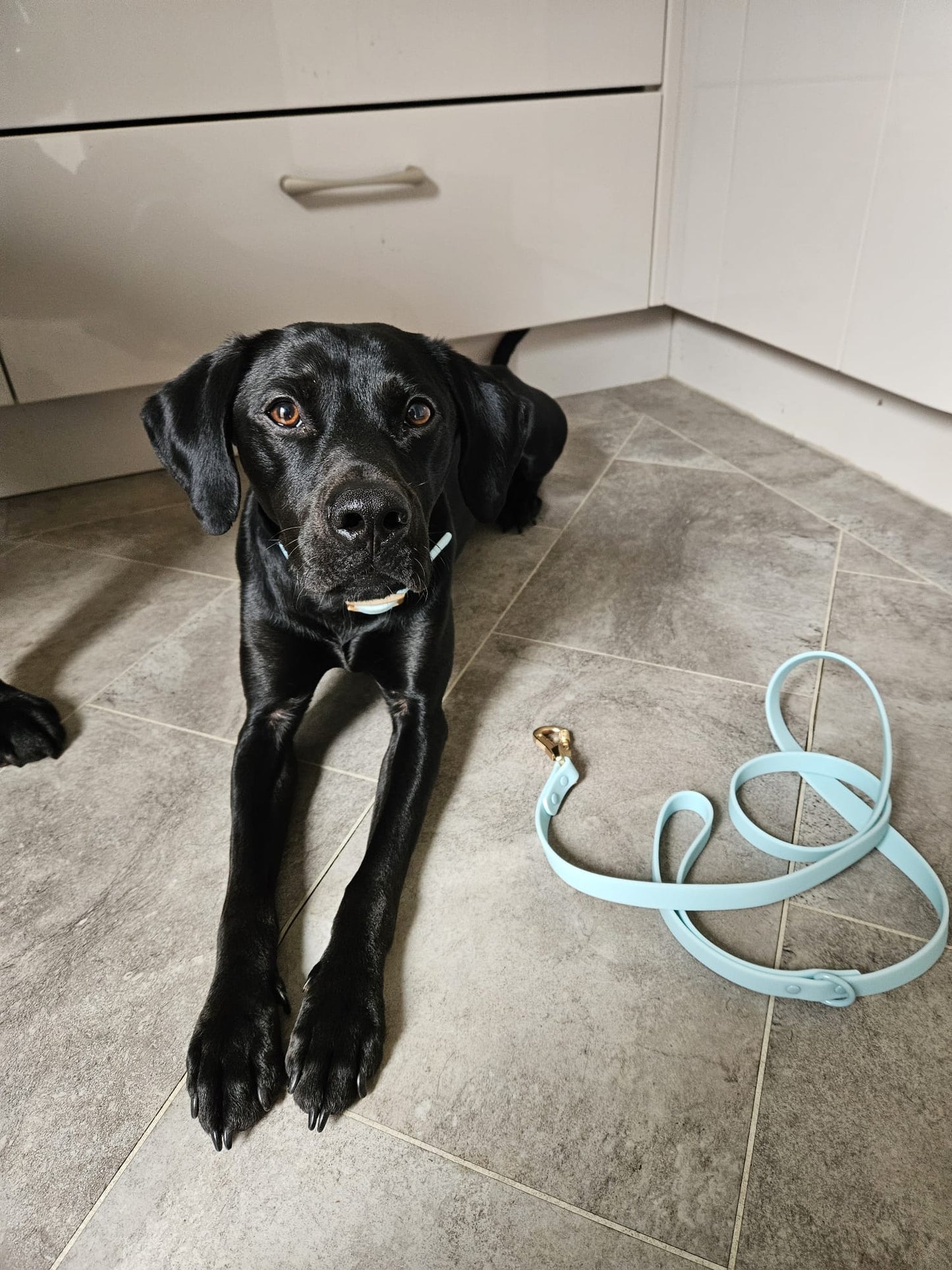 Waterproof Collar & Lead Set Pastel Blue