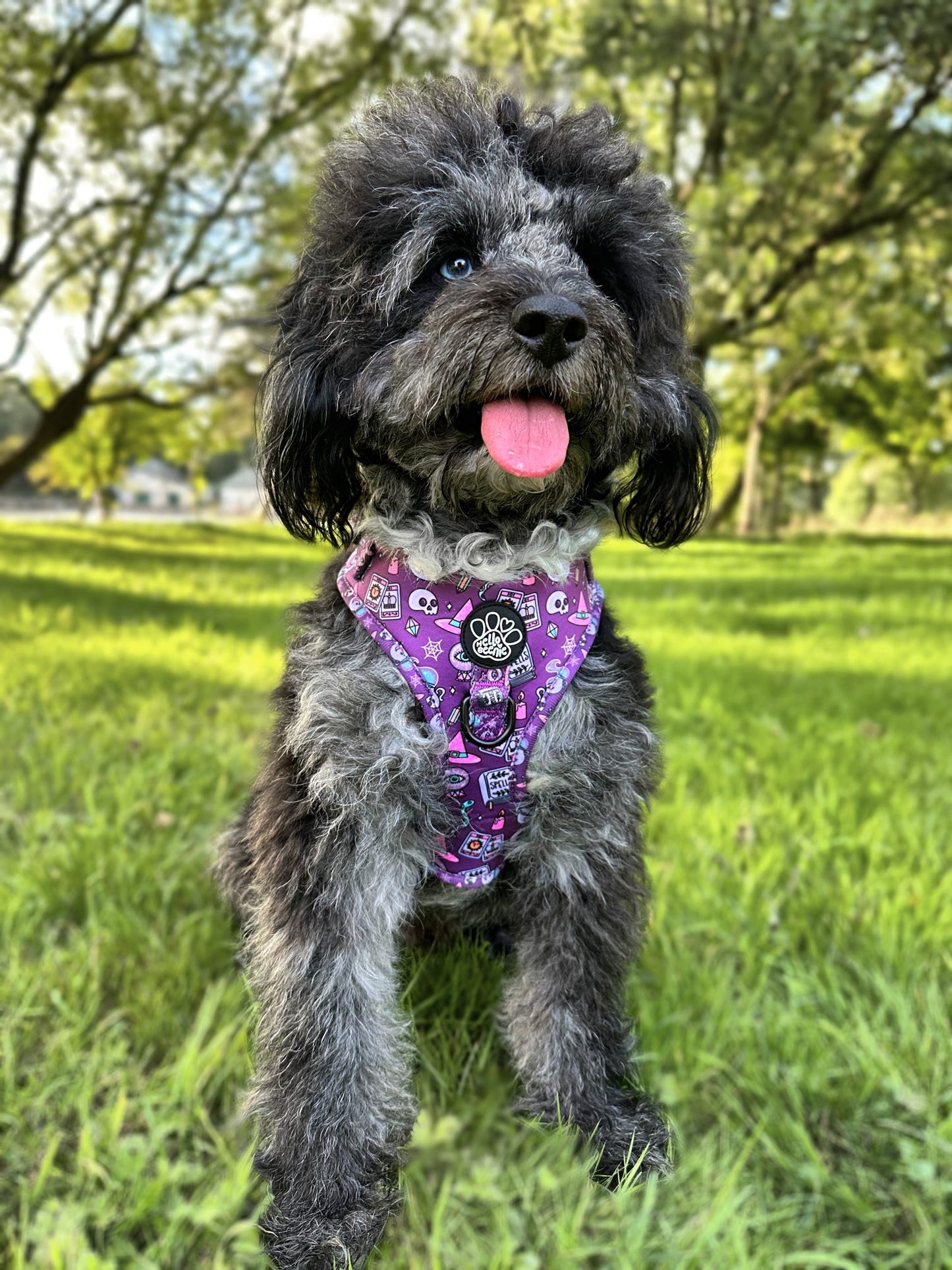 Adjustable Harness - Spellbound