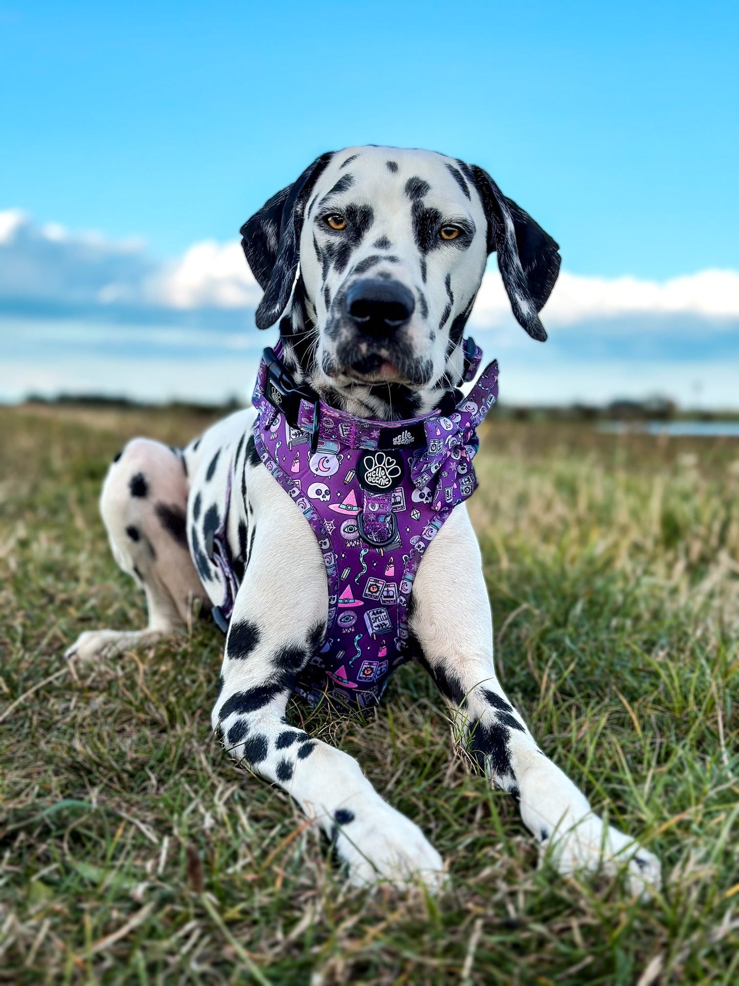 Adjustable Harness - Spellbound