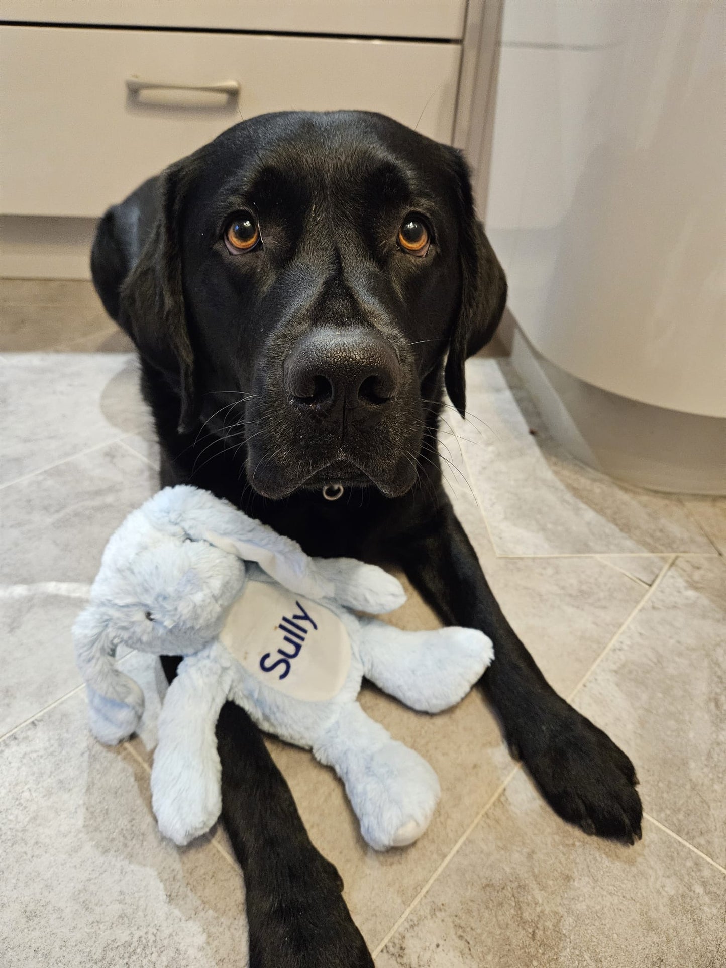 Personalised Blue Bunny