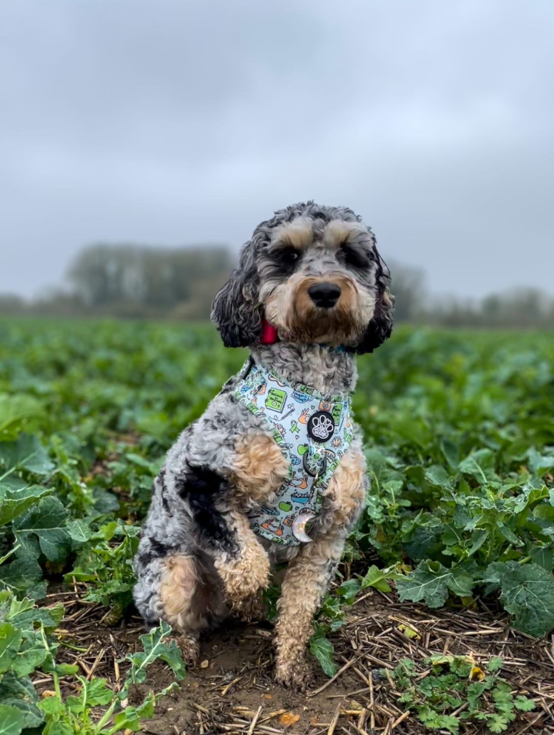 Adjustable Harness - Pawsitivity