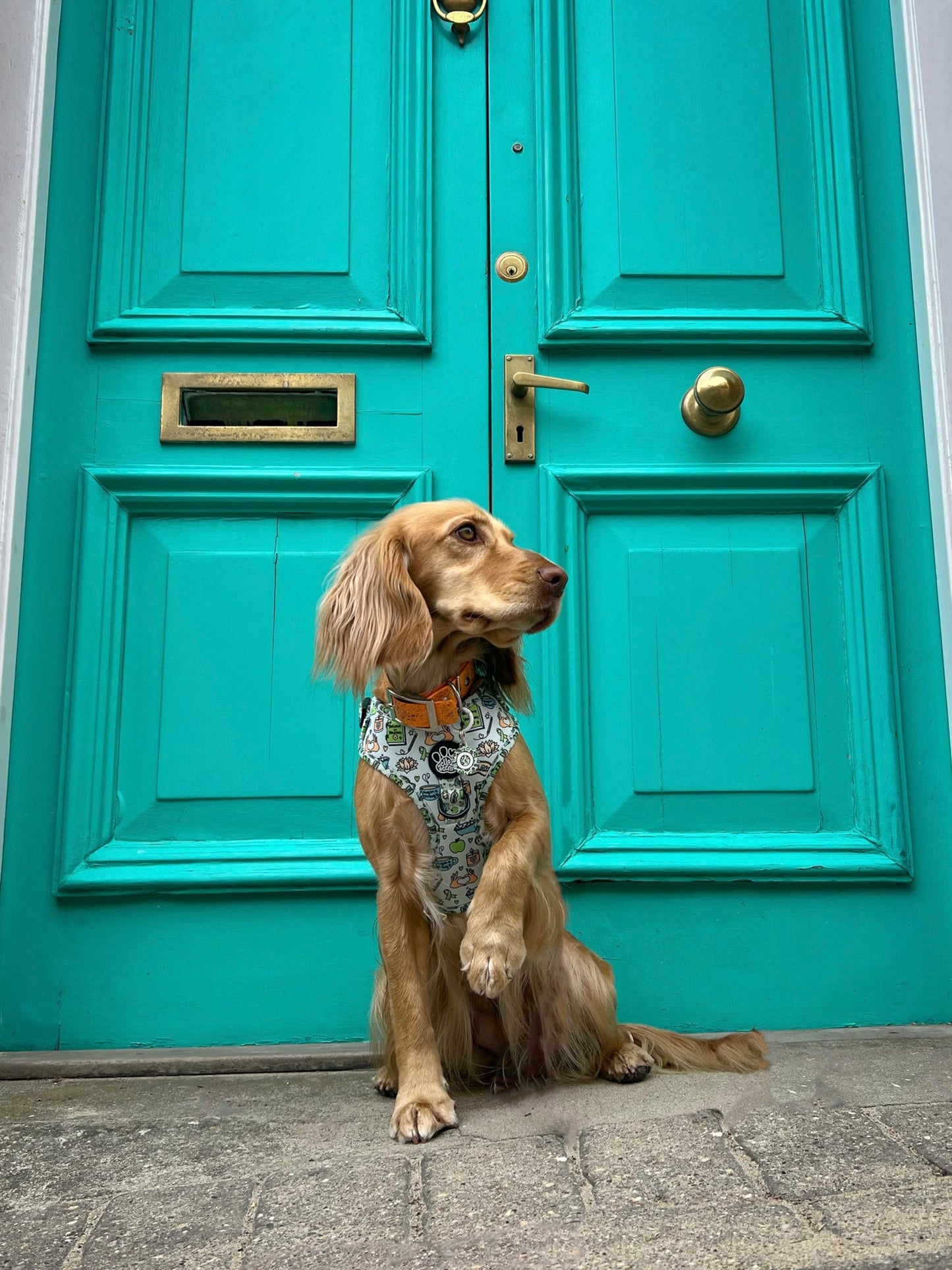 Adjustable Harness - Pawsitivity