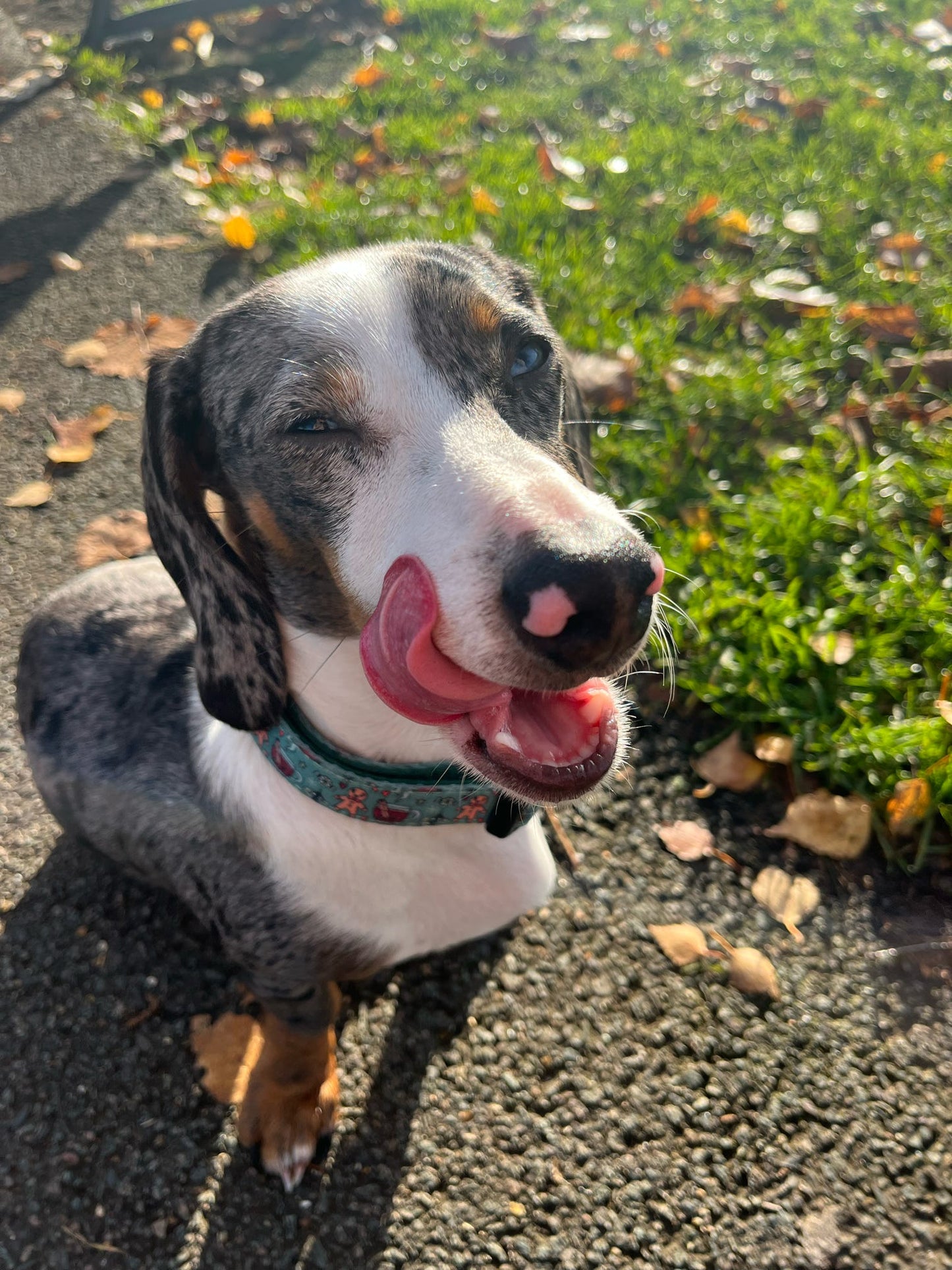 Collar - Gingerbread Kisses & Mistletoe Wishes