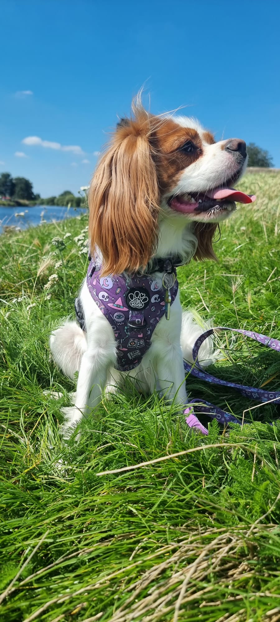 Adjustable Harness - Spellbound