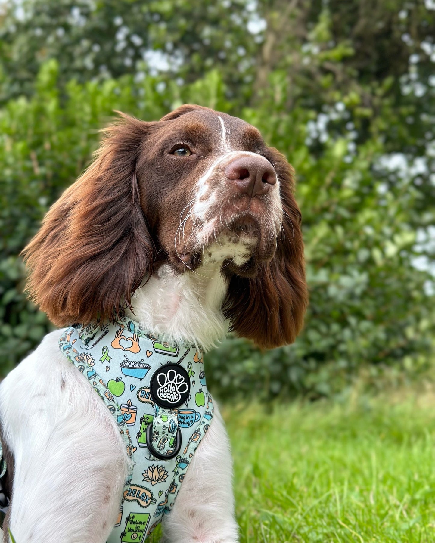 Adjustable Harness - Pawsitivity