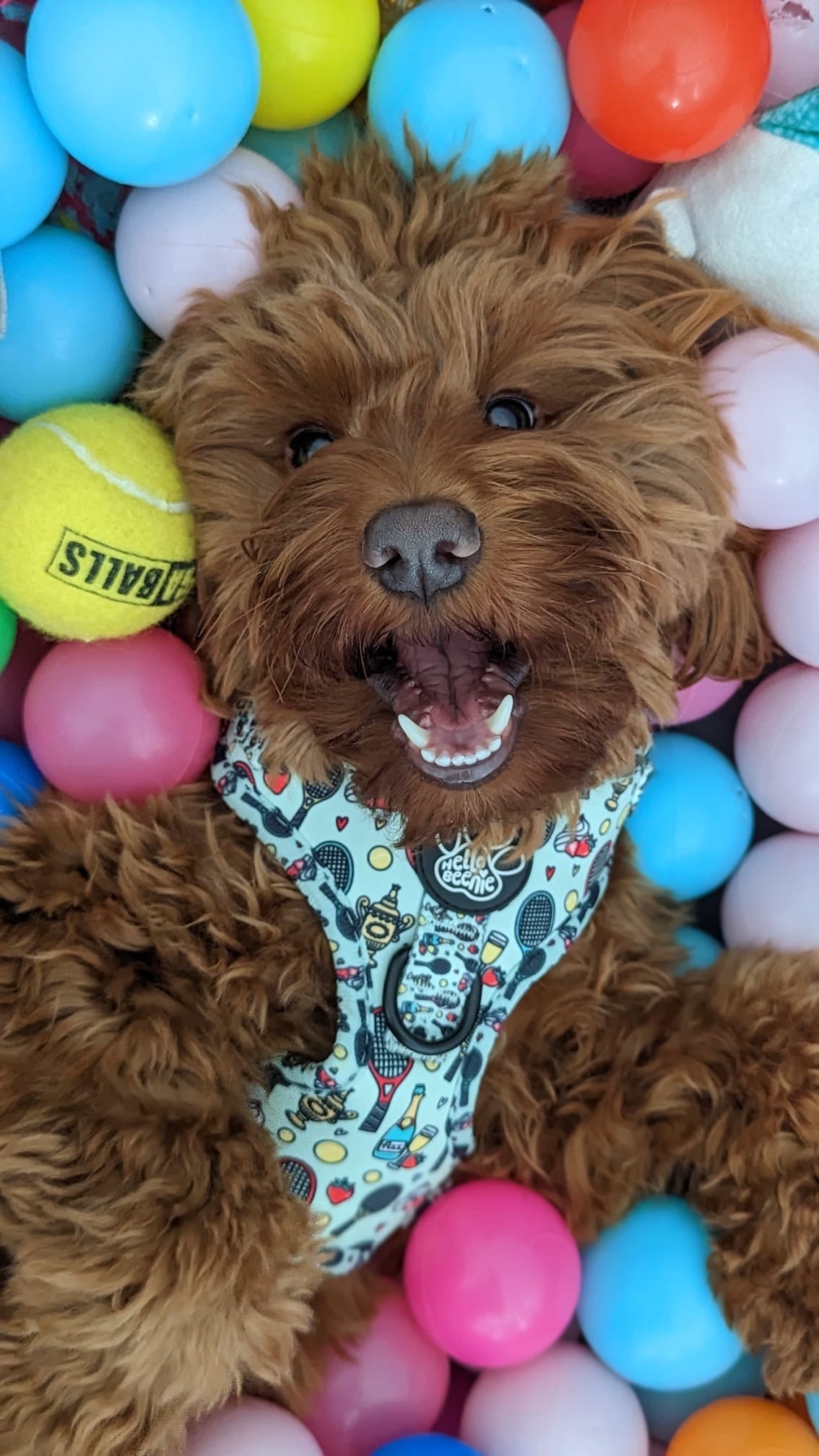 Adjustable Harness - Wimbledog