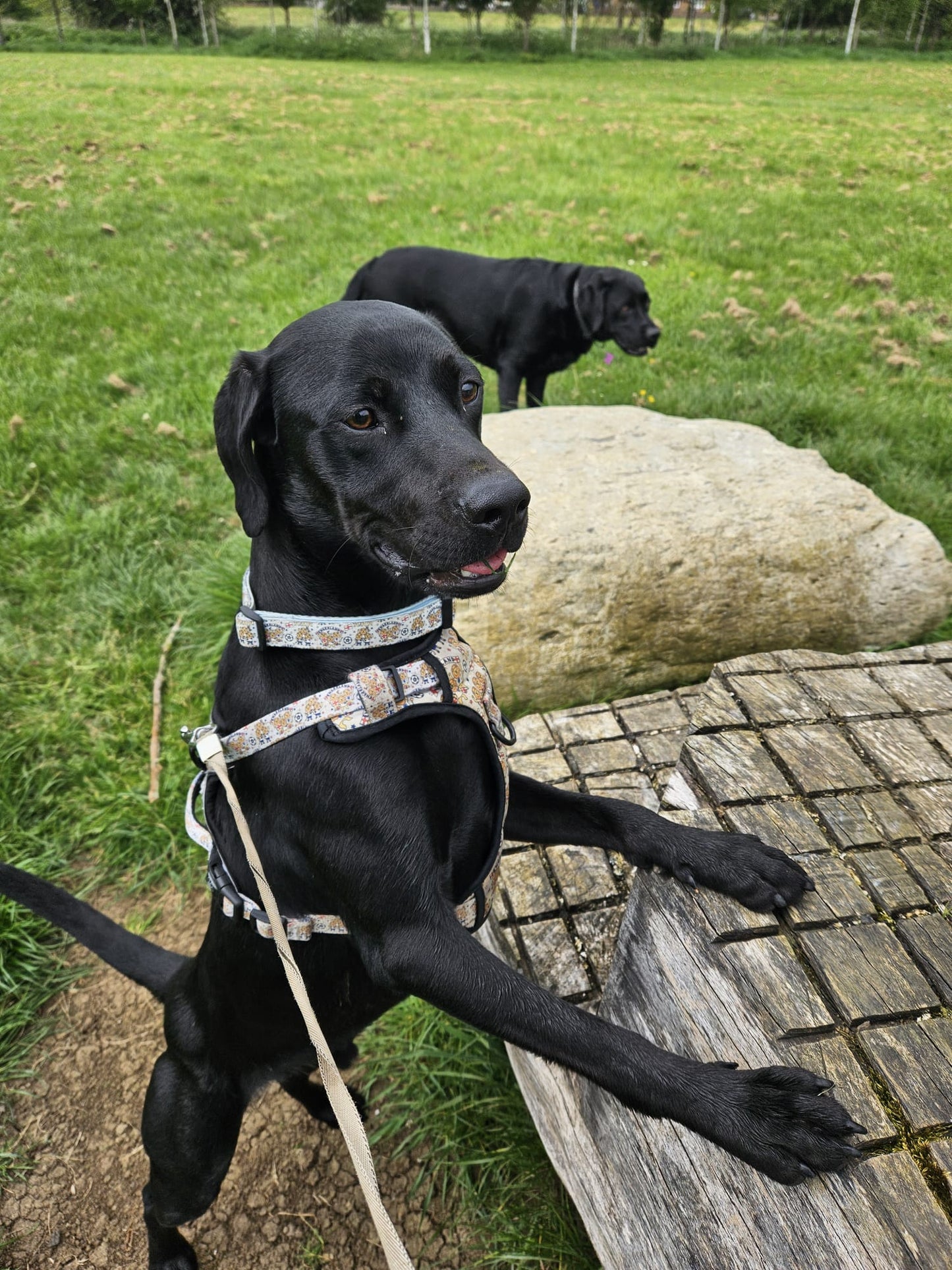 Harness "Trail and Go" - ENGRRLAND