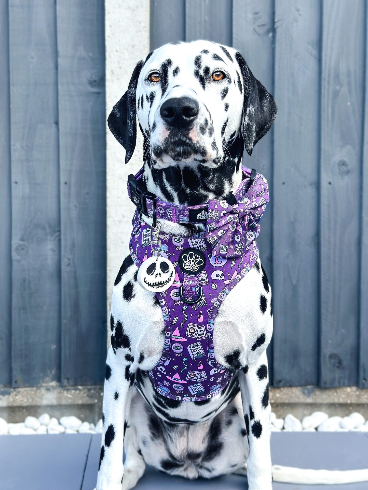 Adjustable Harness - Spellbound