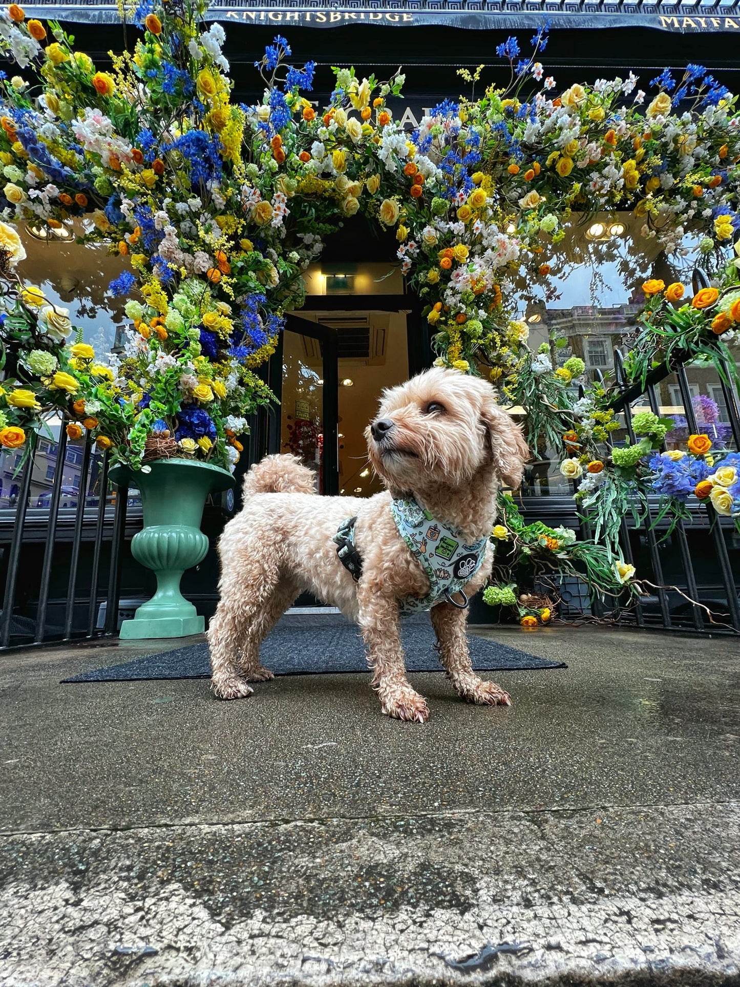 Adjustable Harness - Pawsitivity