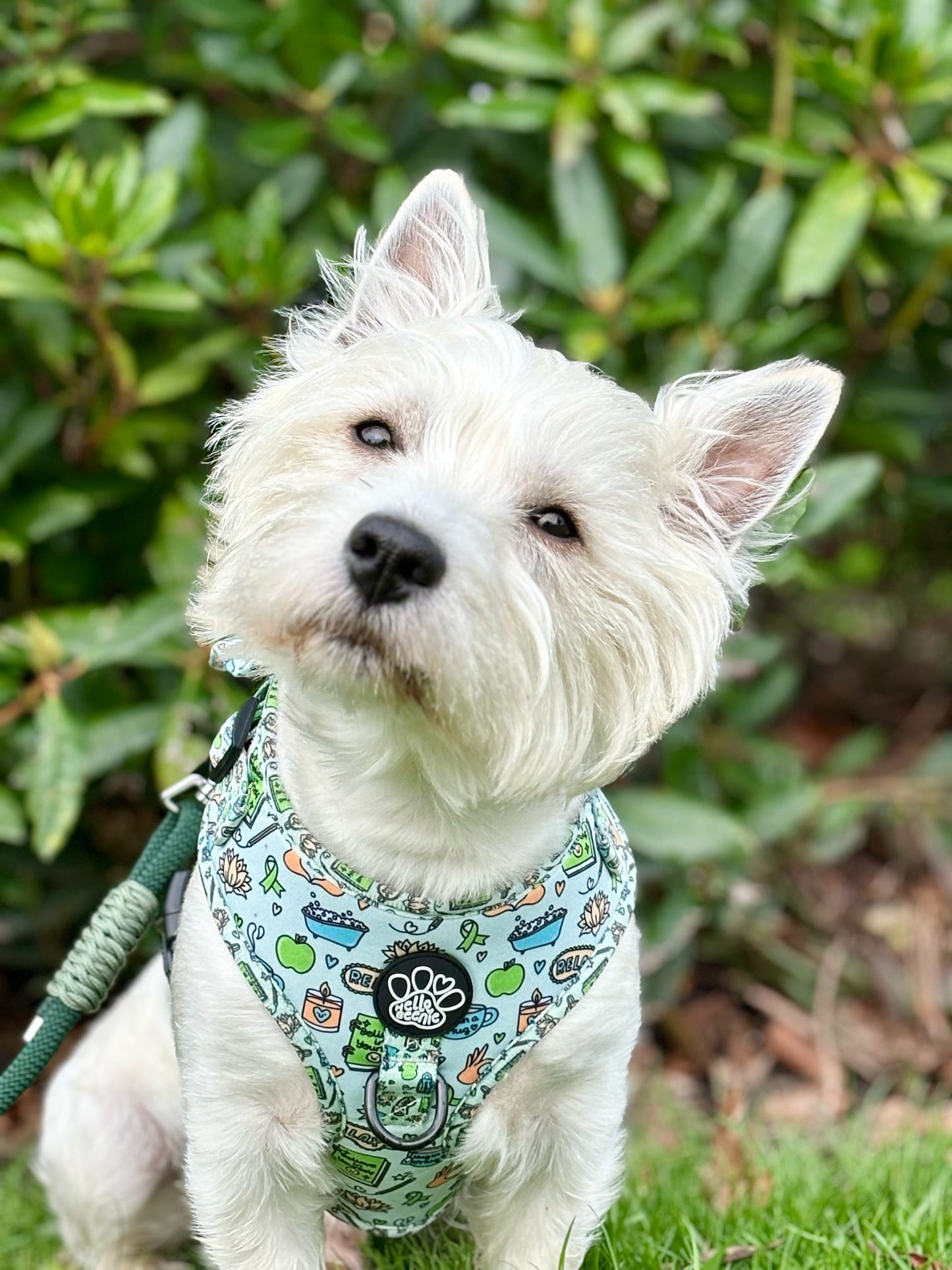 Adjustable Harness - Pawsitivity