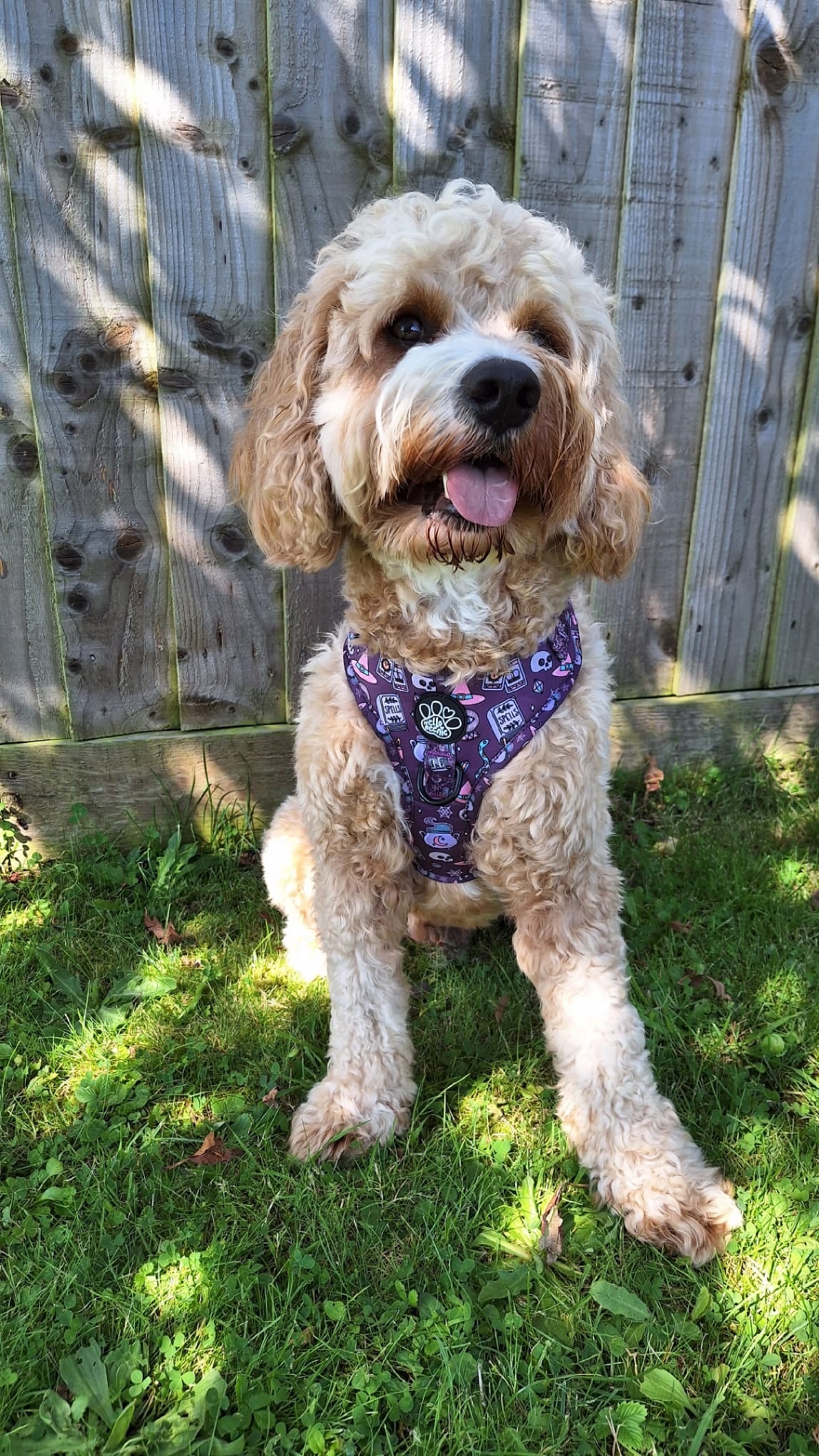Adjustable Harness - Spellbound