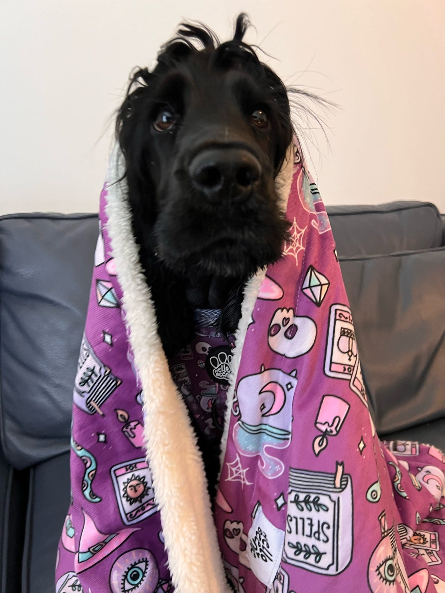 Dog Blanket - Spellbound