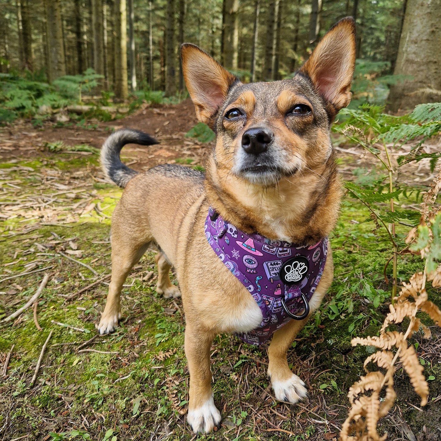 Adjustable Harness - Spellbound