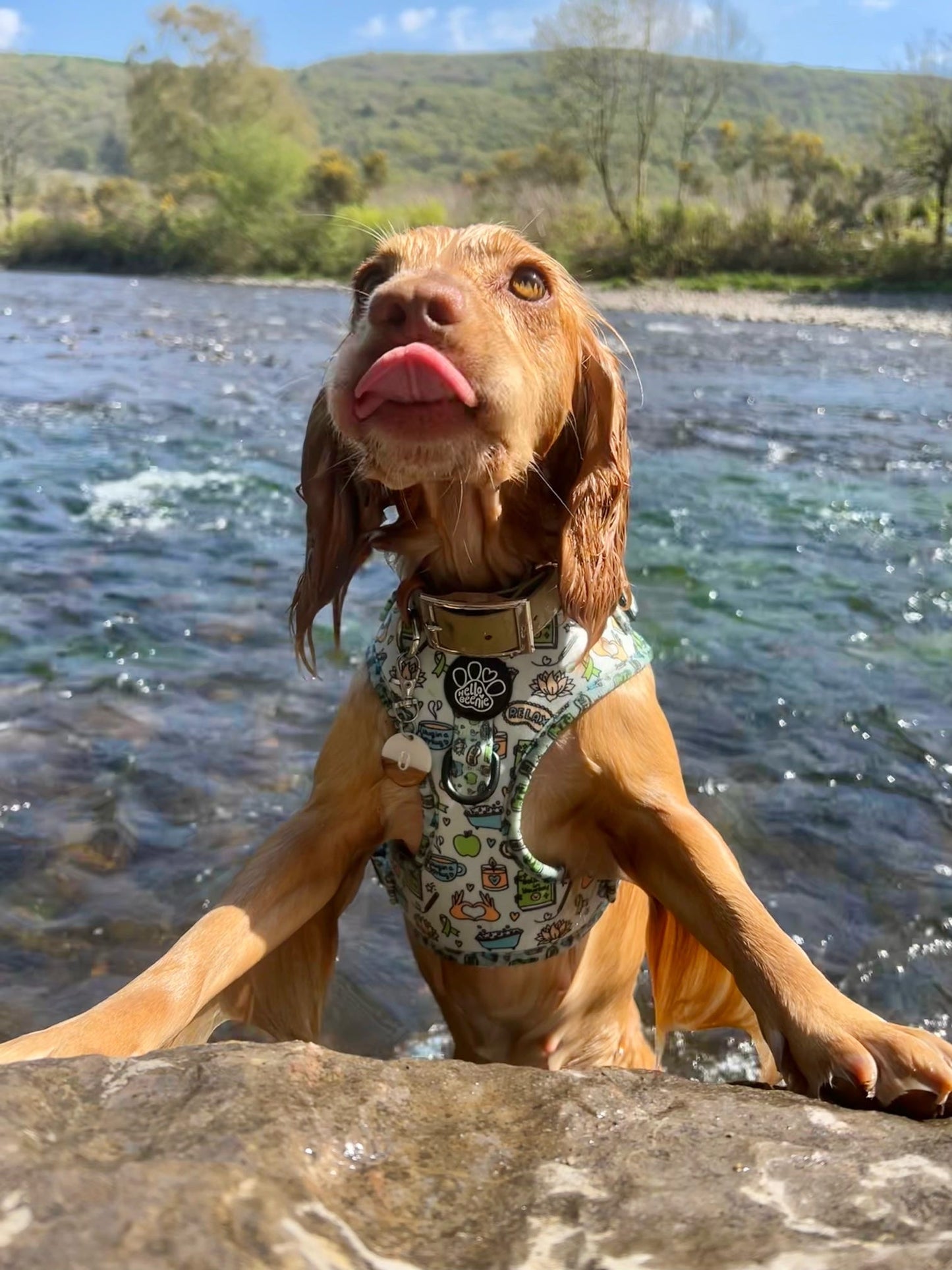 Adjustable Harness - Pawsitivity