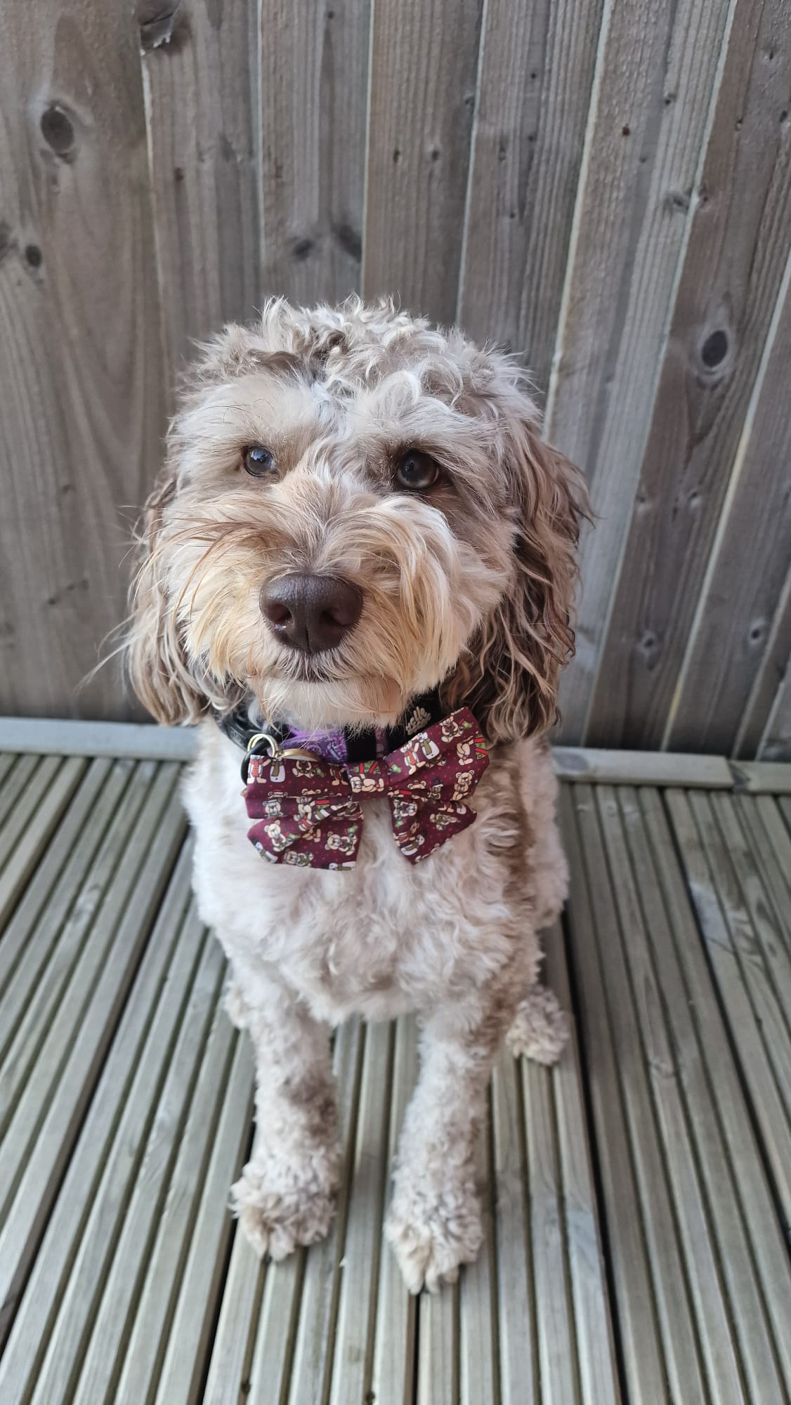 Sailor Bow - Beenie Bear