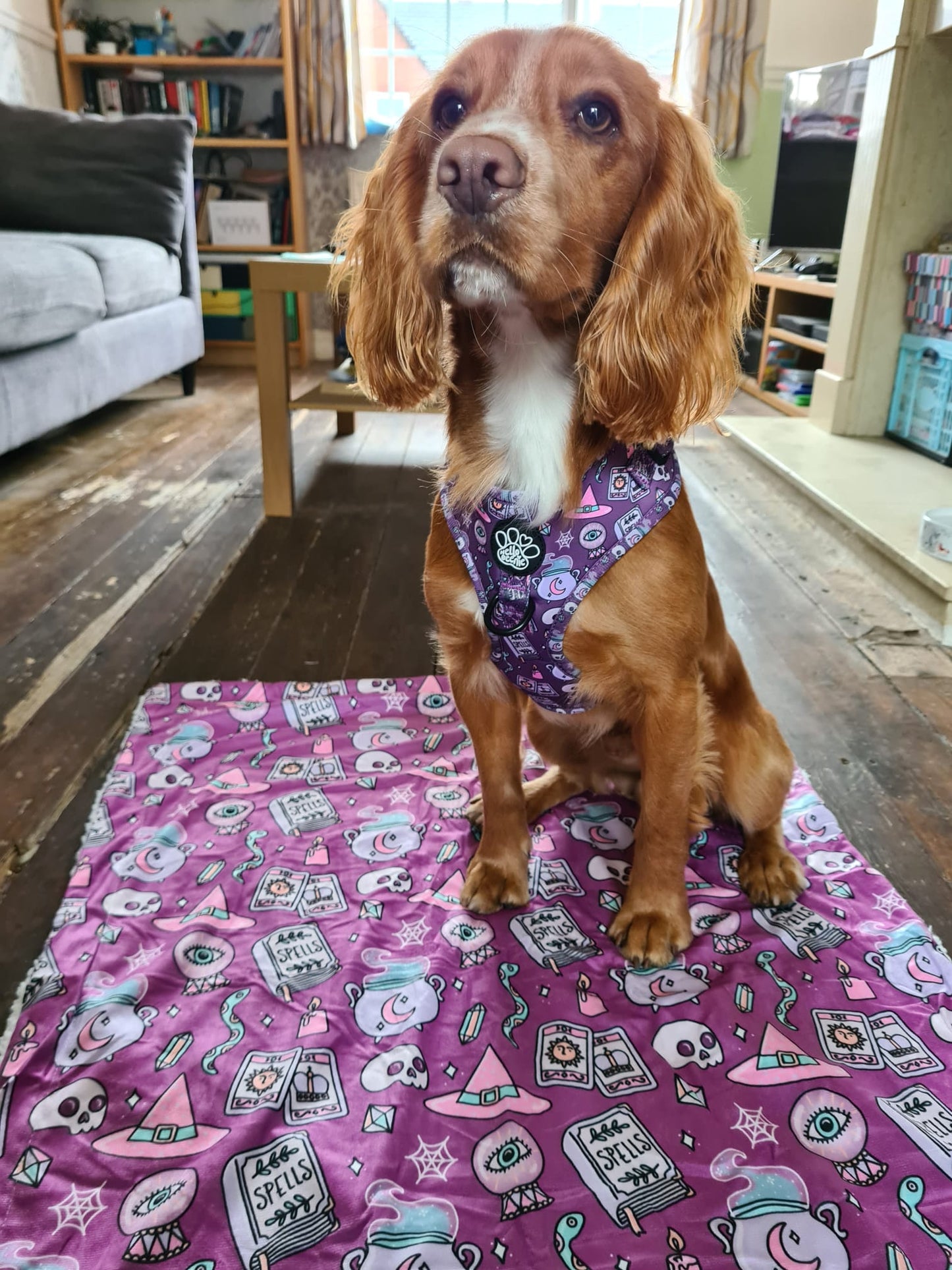 Dog Blanket - Spellbound