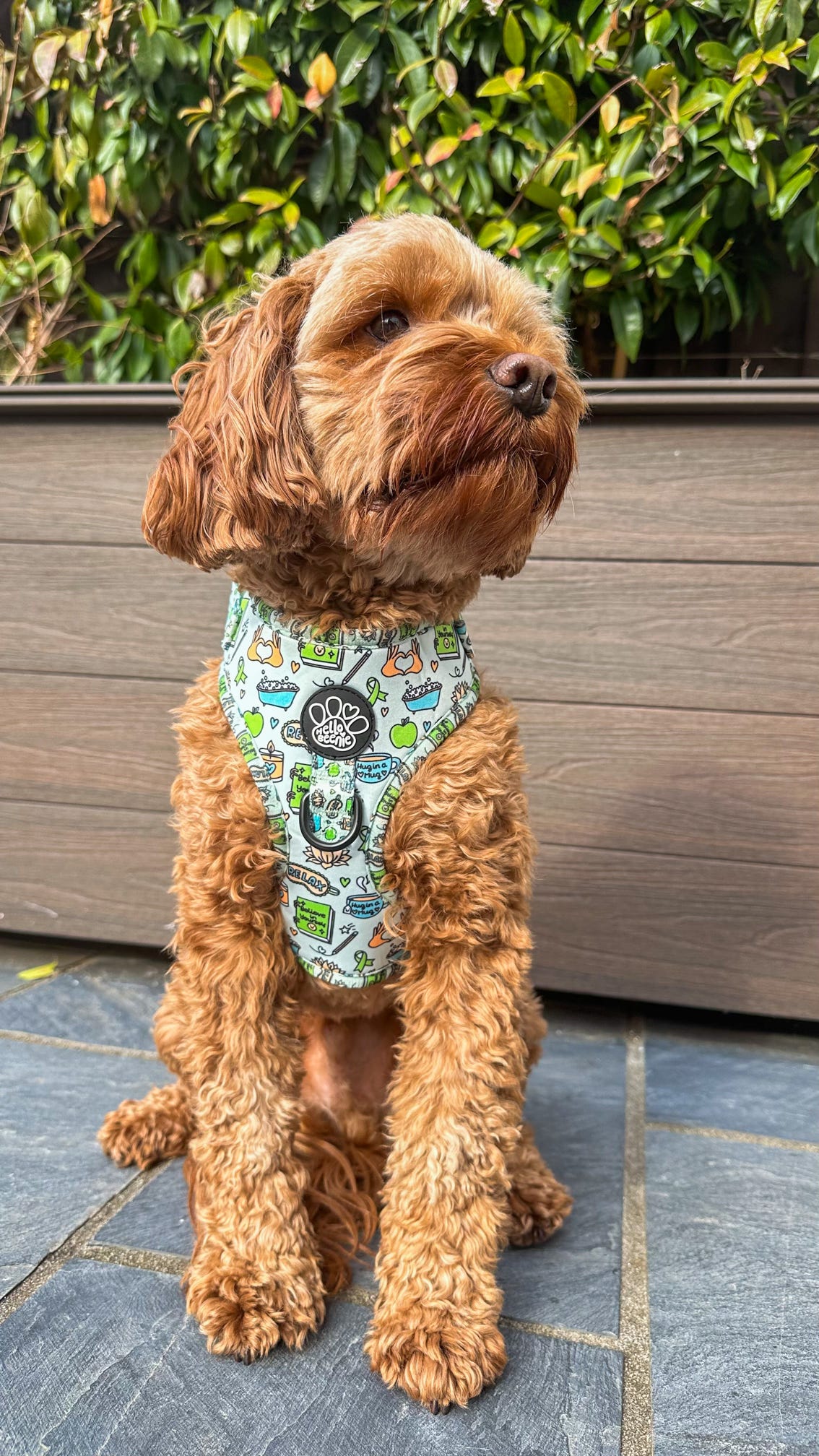 Adjustable Harness - Pawsitivity