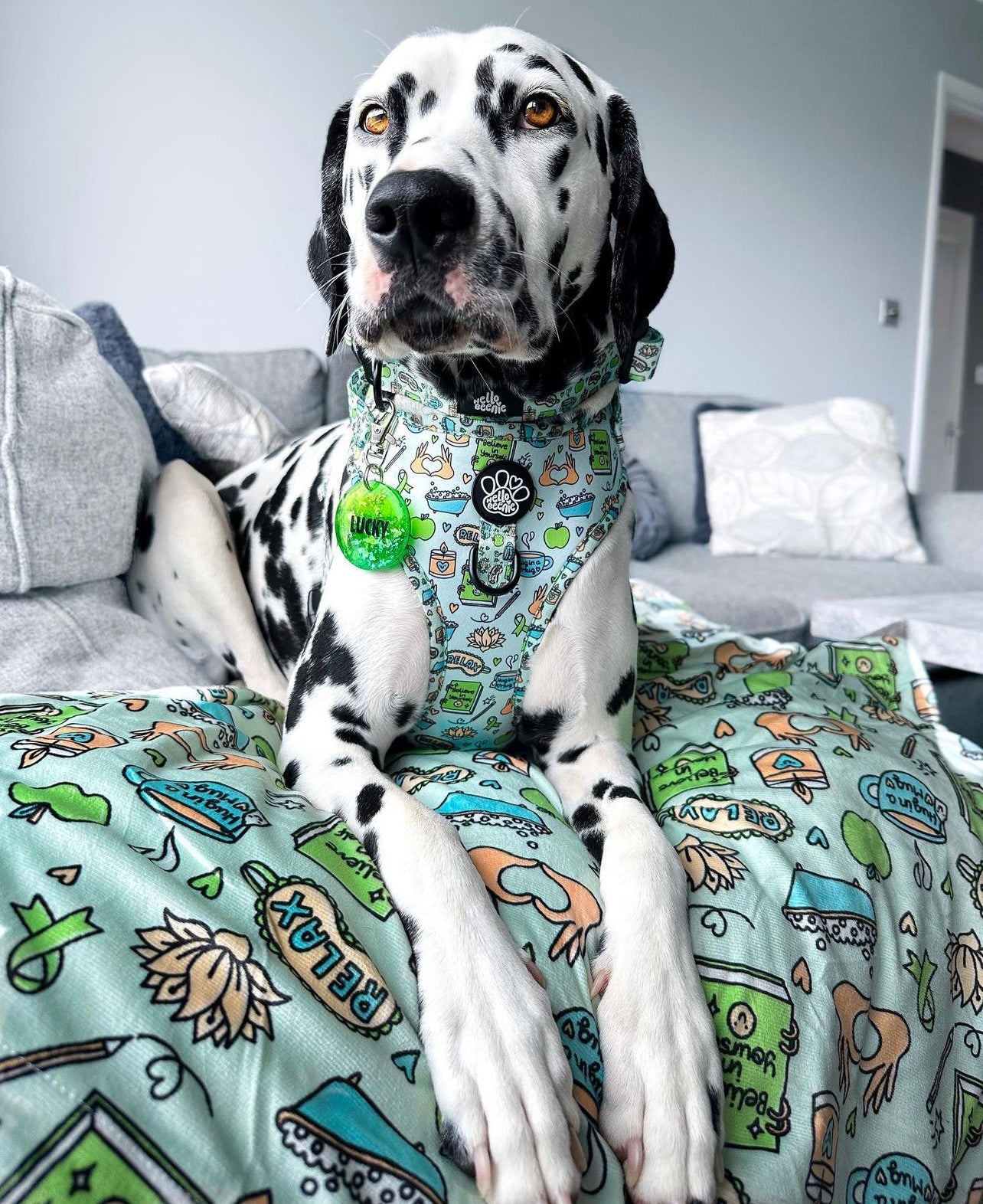 Adjustable Harness - Pawsitivity