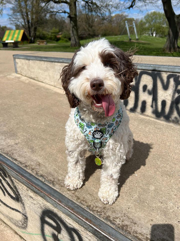 Adjustable Harness - Pawsitivity