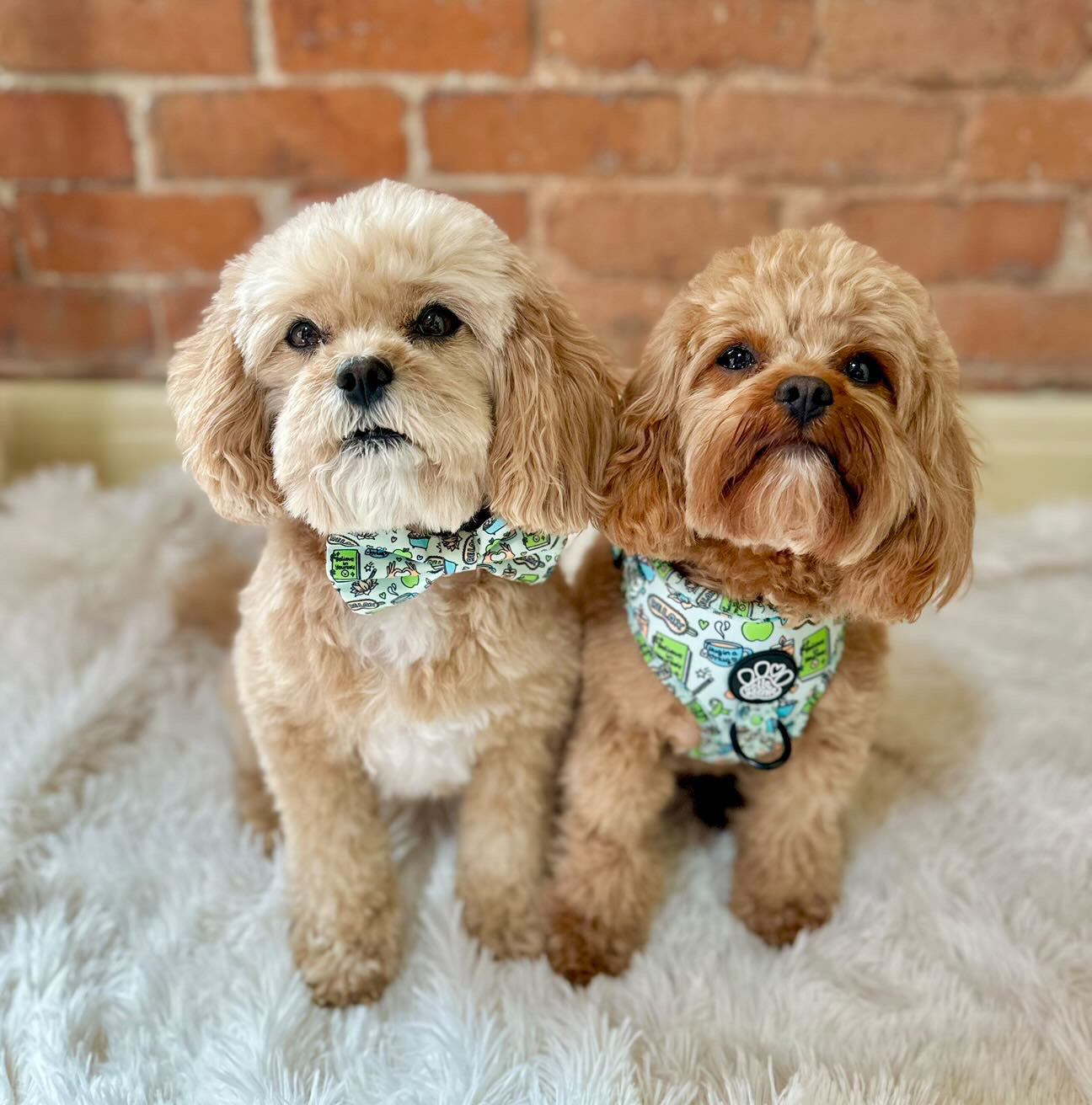 Adjustable Harness - Pawsitivity