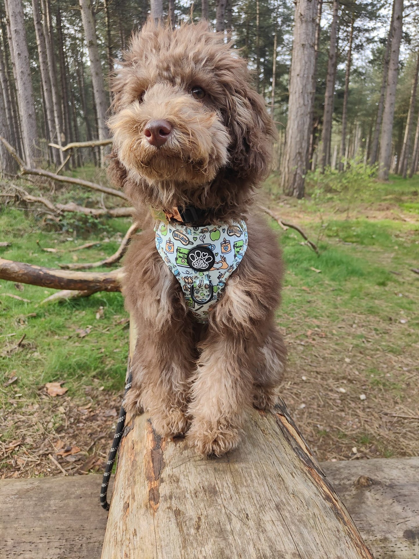 Adjustable Harness - Pawsitivity