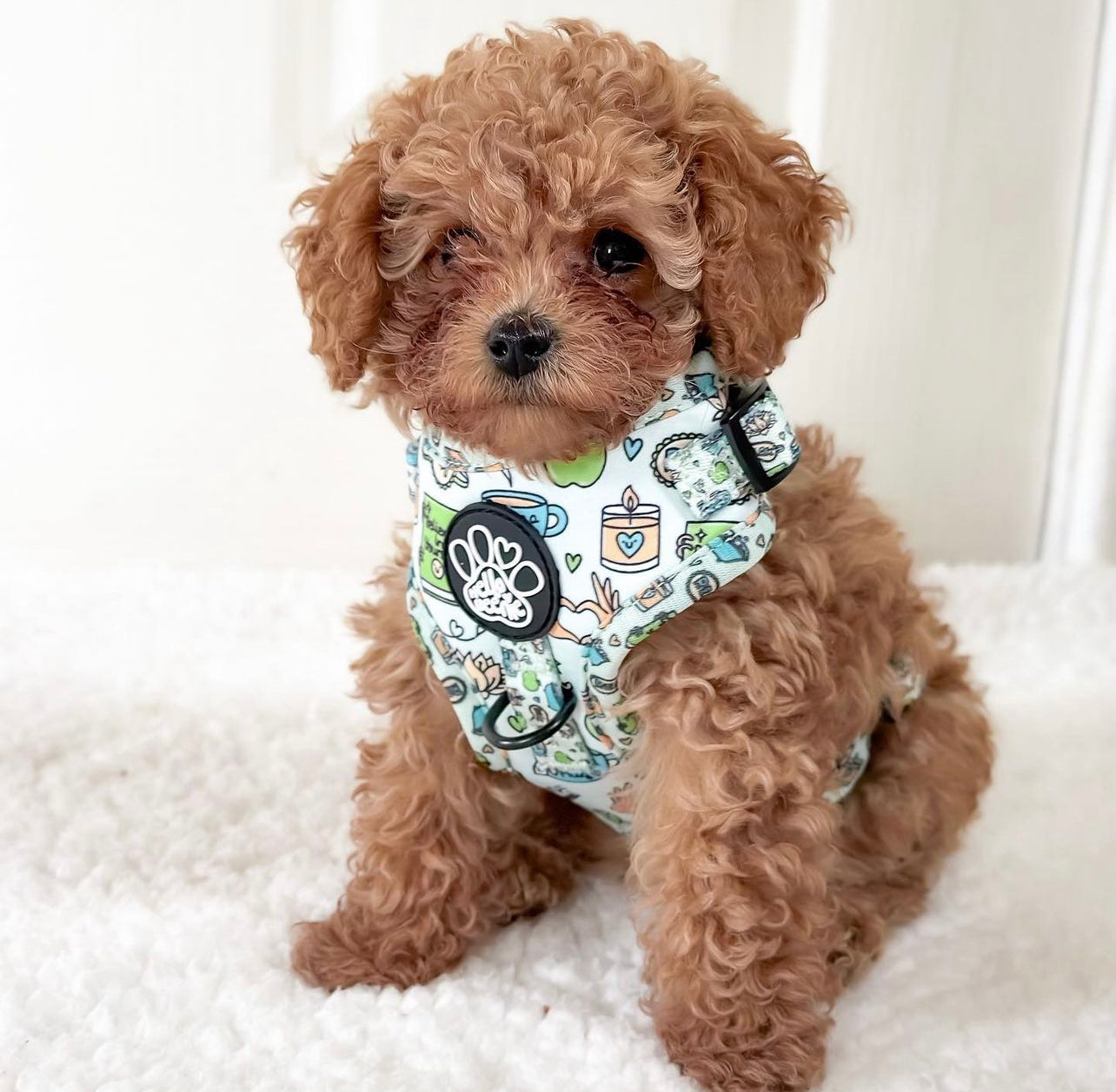 Adjustable Harness - Pawsitivity