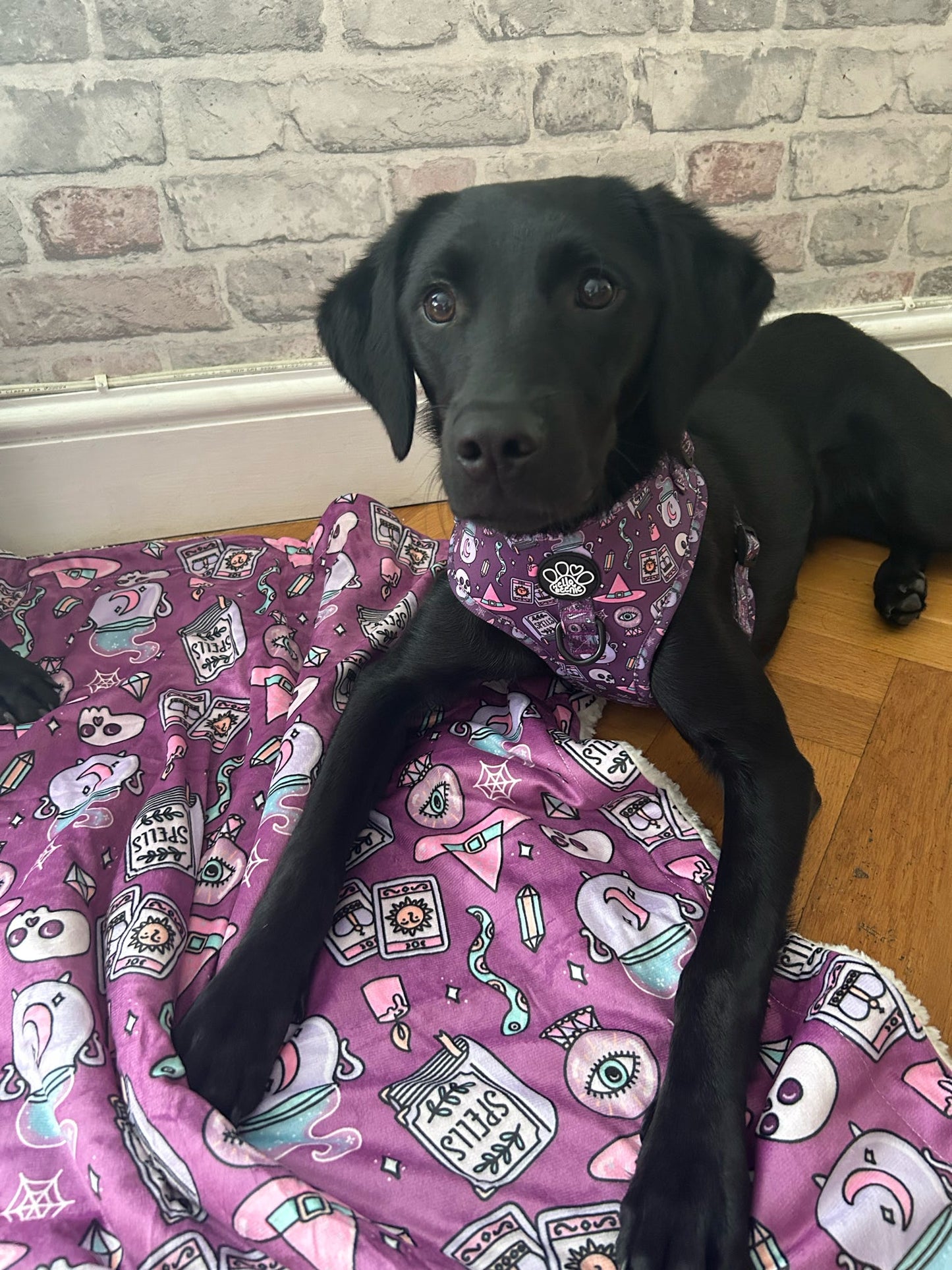 Dog Blanket - Spellbound