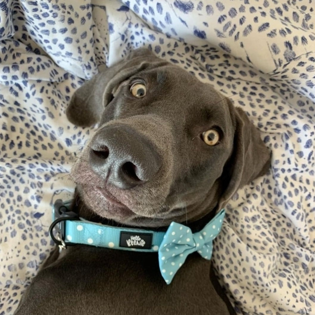 Collar - Oh My Polka Dots