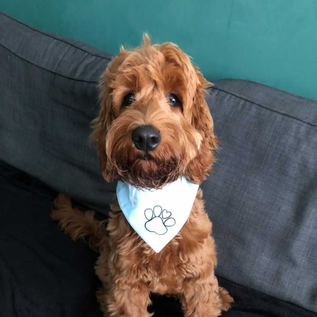 HB PAW bandana