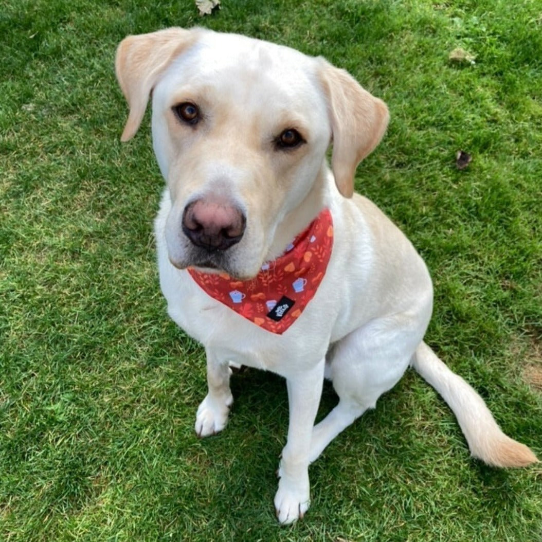 Bandana - Autumn Vibes