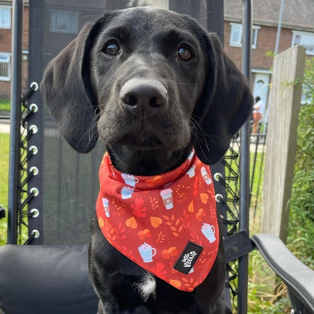 Bandana - Autumn Vibes