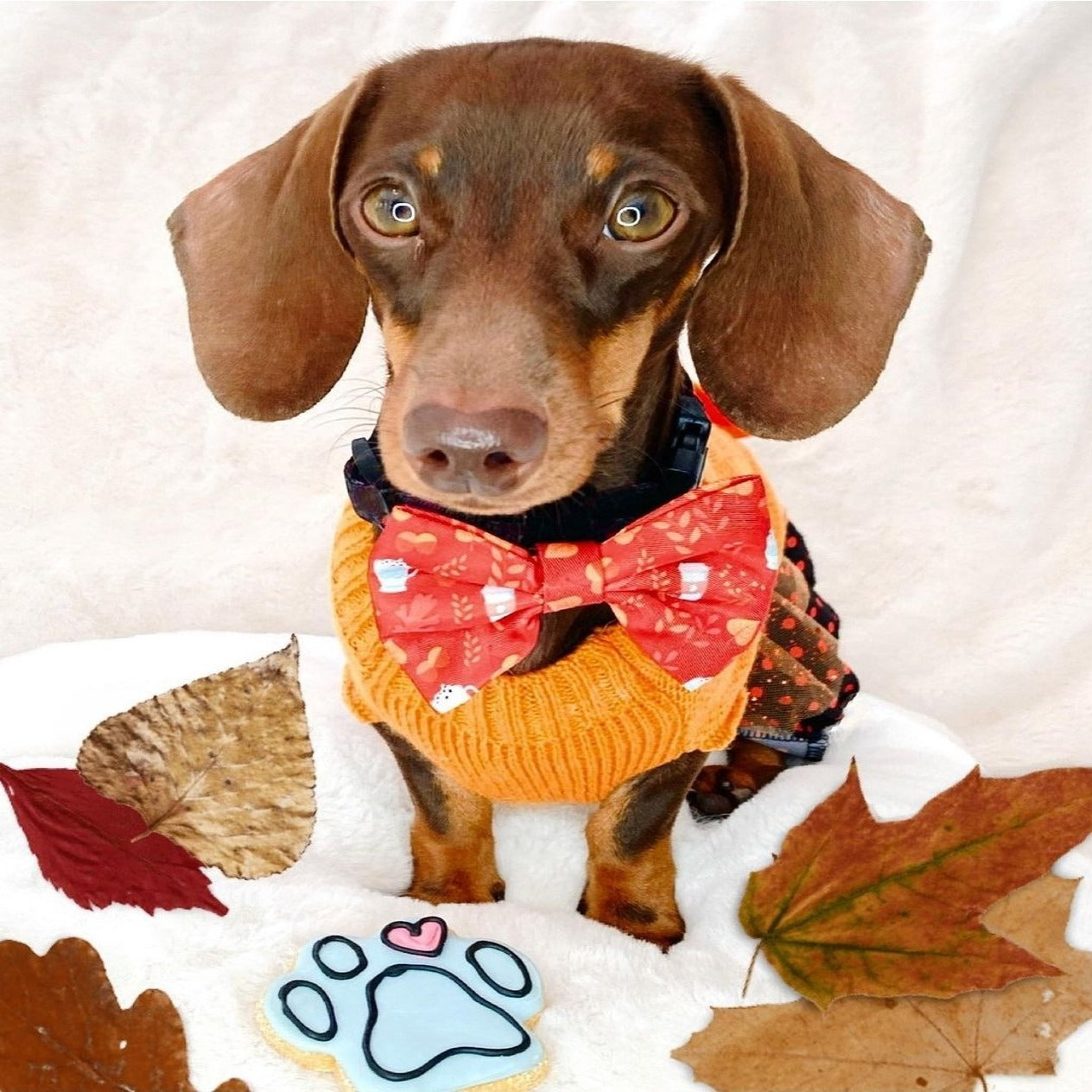 Bow - Autumn Vibes