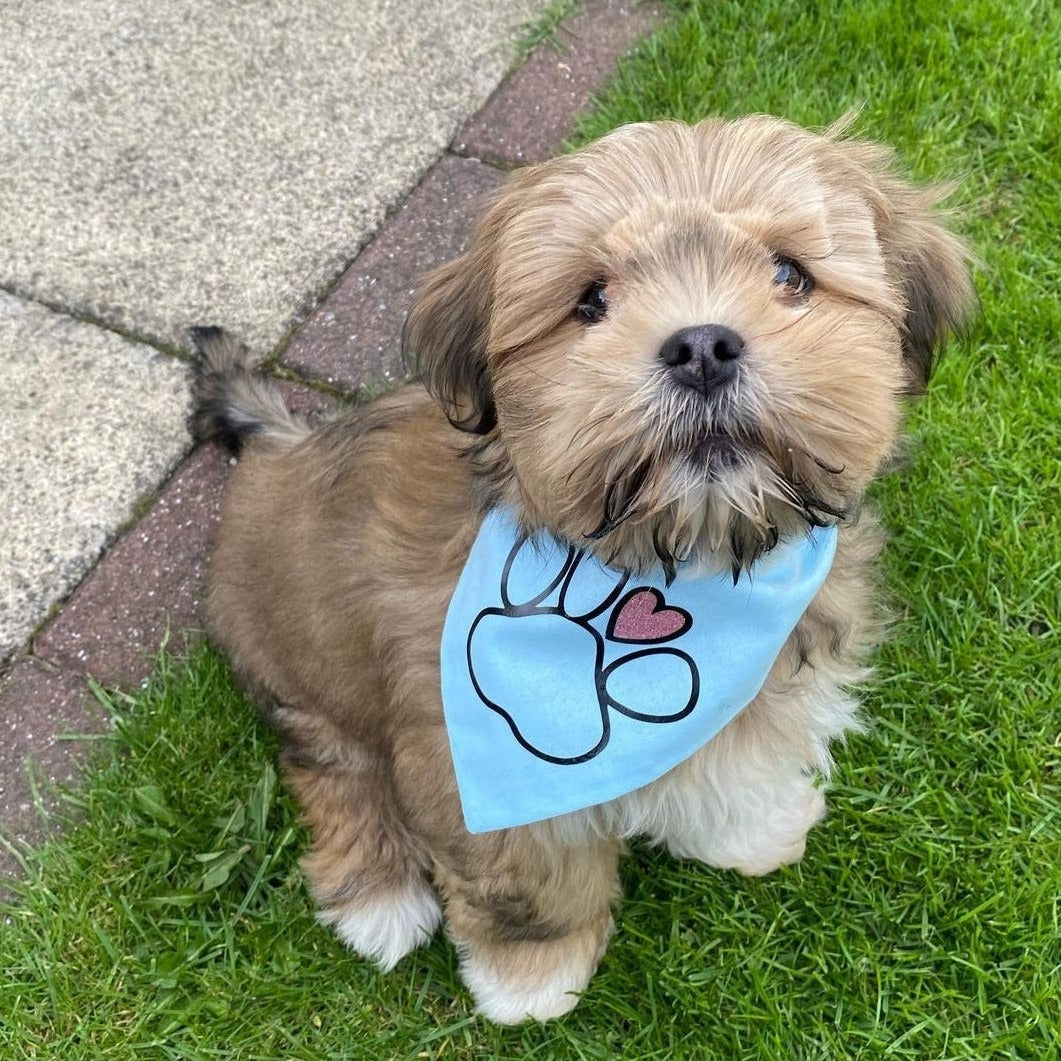 HB PAW bandana