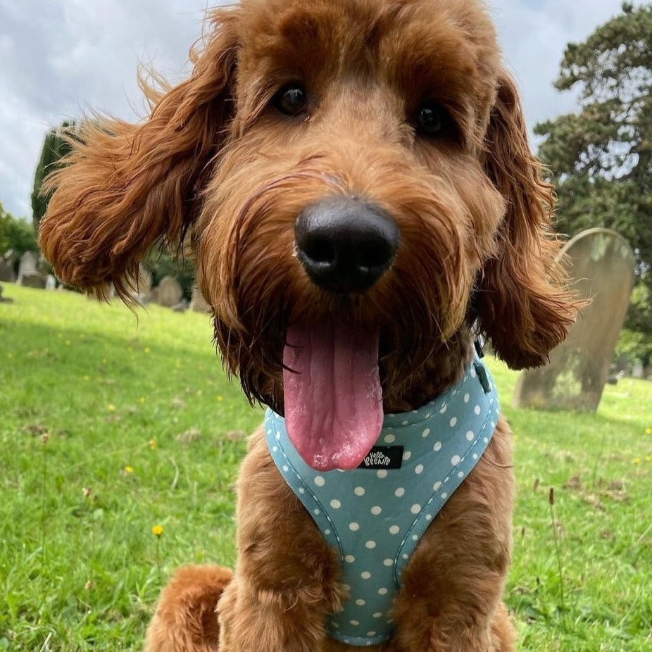 Adjustable Harness - Oh My Polka Dots