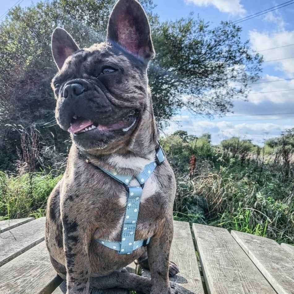 Strap Harness - Oh My Polka Dots