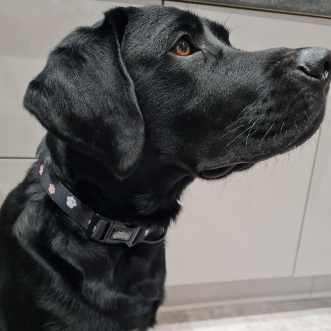 Collar - Hello Beenie Paw