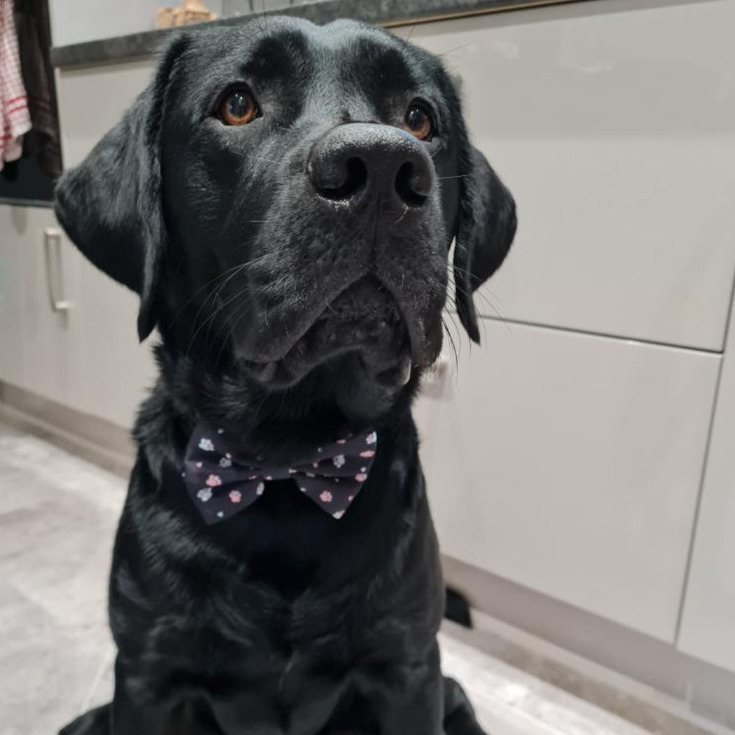 Bow - Hello Beenie Paw